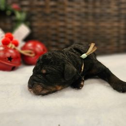 Mint collar - Phantom female Bernedoodle puppy in Shelby, North Carolina from Forever Grateful Doodles