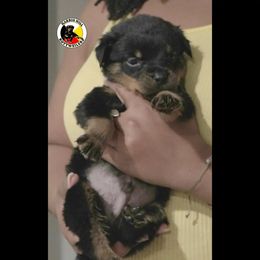 Rottweiler Puppies from Harris Hill Rottweilers