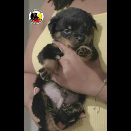 Rottweiler Puppies from Harris Hill Rottweilers