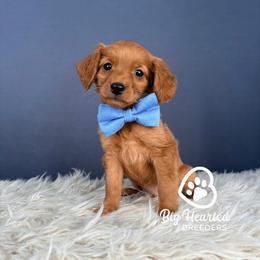 Rico - Red male Companion Cross puppy in Utah County, Utah from Big Hearted Breeders