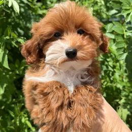 Keeley - Red female Cavapoo puppy in Tucson, Arizona from Adored Poodle & Doodles