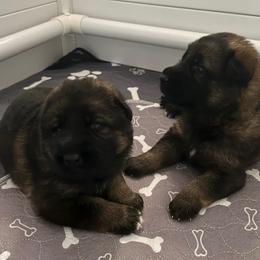 Purple collar - Sable female German Shepherd puppy in Saint Charles, Missouri from Lowemond German Shepherds