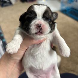 Lucy - Brindle and white female Shih Tzu puppy in Springboro, Ohio from Shih Tzus of Springboro LLC.