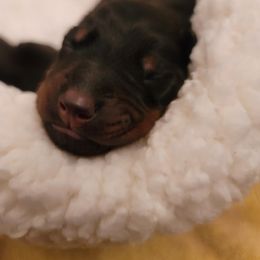 Dachshund and Doberman Pinscher Puppies from Cornerstone Dobermans and Dachshunds