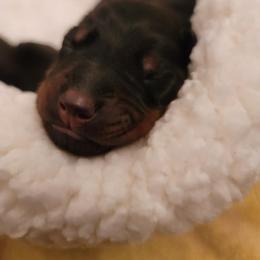 Dachshund and Doberman Pinscher Puppies from Cornerstone Dobermans and Dachshunds