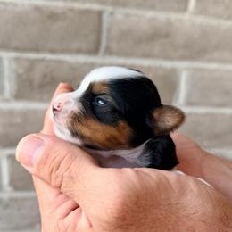 Peaches (girl 3) - Black tan and white female Biewer Terrier puppy in Las Cruces, New Mexico from De La Rosa Biewers