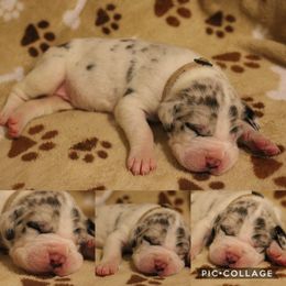 Great Dane Puppies from Cook’s Gentle Giants