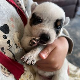 Female 3 - Blue female Australian Cattle Dog puppy in Irvington, Kentucky from Dry Valley’s Australian Cattle Dogs
