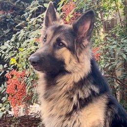 Mojo - Shiloh Shepherd