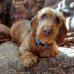 Dachshunds from TruHaven Dachshunds