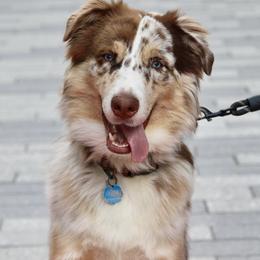 Eevee Boy 2 - Red merle male Australian Shepherd puppy in South Hill, Virginia from Silverside Aussies LLC