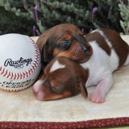 Dachshund Puppies from Renberg's Elite Dachshunds