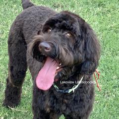 Sydney - Australian Labradoodle