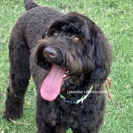 Sydney - Australian Labradoodle
