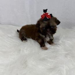 Truffle - Chocolate female Shih Tzu puppy in Columbia, Kentucky from Lisa Bandy Luxe Shih Tzu