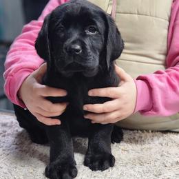 Pink-hotpink Girl - Black female Labrador Retriever puppy in Yelm, Washington from Prince Labradors