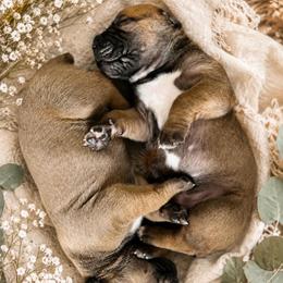 LOTUS - Red female Boerboel puppy in Pennsylvania from Cold River Boerboels