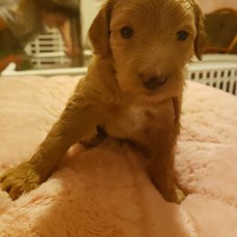 Aussiedoodle Puppies from Color Country Doodles