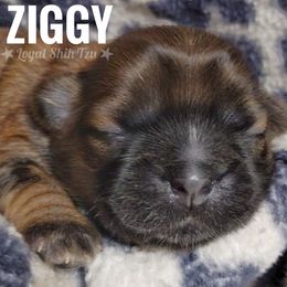 Ziggy - Gold and white male Shih Tzu puppy in Peoria, Arizona from Loyal Shih Tzu