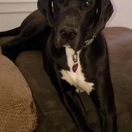 Great Dane All Grown Up from 5T Danes
