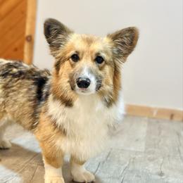Olive - Pembroke Welsh Corgi