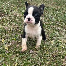 Carson - Black brindle and white male Boston Terrier puppy in Fillmore, Illinois from Wind Hill Puppies