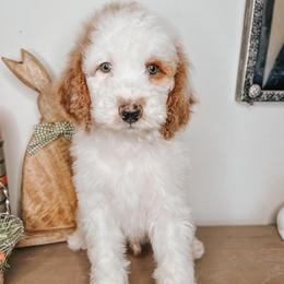 Dobby - Parti male Goldendoodle puppy in Hilton, New York from The House of Goldendoodle