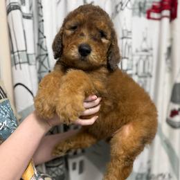 Butterscotch - Brown and white male Sheepadoodle puppy in Greeneville, Tennessee from Smokey Mountain Sheepadoodles