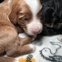 Bernedoodle and Goldendoodle Puppies from CocoLove Doodles