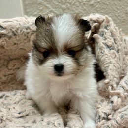 Parti female - Red parti female Pomeranian puppy in Weatherford, Texas from COCO'S POMS AND FRENCHIES