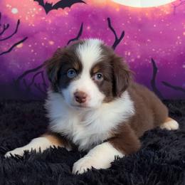 Brooklyn - Red tri-color female Australian Shepherd puppy in Fultonville, New York from Sandy Aussies, Mini Dachshunds & Pomeranians
