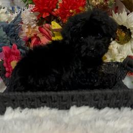 Dodge - Black male Poodle puppy in Elgin, South Carolina from Silver Bells Paw Prints
