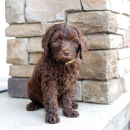 Yellow - Chocolate female Australian Labradoodle puppy in Williamstown, New York from Lewis Manor Labradoodles