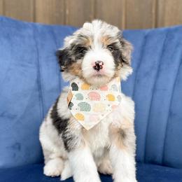 Cordelia - Blue merle female Bernedoodle puppy in Bellville, Ohio from Bernedoodle Buddies