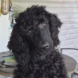 Riley - Black male Poodle puppy in Port Orange, Florida from Daytona’s Standard Poodles