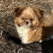 Mi-Ki Puppies from Orlando Mi-Kis