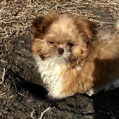 Mi-Ki Puppies from Orlando Mi-Kis