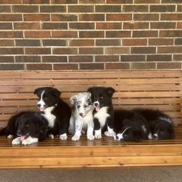 Border Collie Puppies from SoCal/Promise Land Border Collies