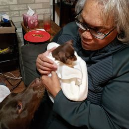 Miniature Pinscher Puppies from Meek's Min Pins