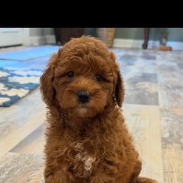 Daphne - Red  female Goldendoodle puppy in Nortonville, Kentucky from Deb’s KY Doodles