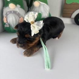 Teal girl - Black and tan female Yorkshire Terrier puppy in Gainesville, Georgia from Country Dog Kennels.