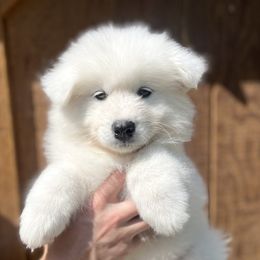Samoyed Puppies from Sugar Sweet Samoyeds