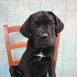 American Corgi, Cane Corso, Pembroke Welsh Corgi, and Rhodesian Ridgeback Puppies from Diamondcrest Inc