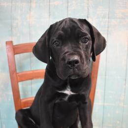 American Corgi, Cane Corso, Pembroke Welsh Corgi, and Rhodesian Ridgeback Puppies from Diamondcrest Inc