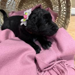 Orange - Black female Golden Aussiedoodle puppy in Chino Valley, Arizona from AZ Stickerdoodles