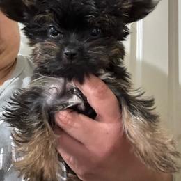 Micro Mike - Black and tan male Yorkshire Terrier puppy in Rochester, New York from Tnt Yorkies and Cosmic corgis