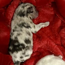 1 day old Blue Merle Boy - Blue merle male Pomeranian puppy in Madison, Ohio from PawSitive Therapy Pomeranians