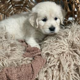 Mr Blue - Light golden male Golden Retriever puppy in Morrill, Kansas from Grimm Girls Farm