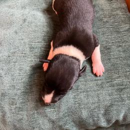 Gorgeous - Black female Whippet puppy in Clinton, Tennessee from Ivanhoe Borzoi