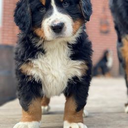 Bernese Mountain Dog Puppies from Maumee Berners